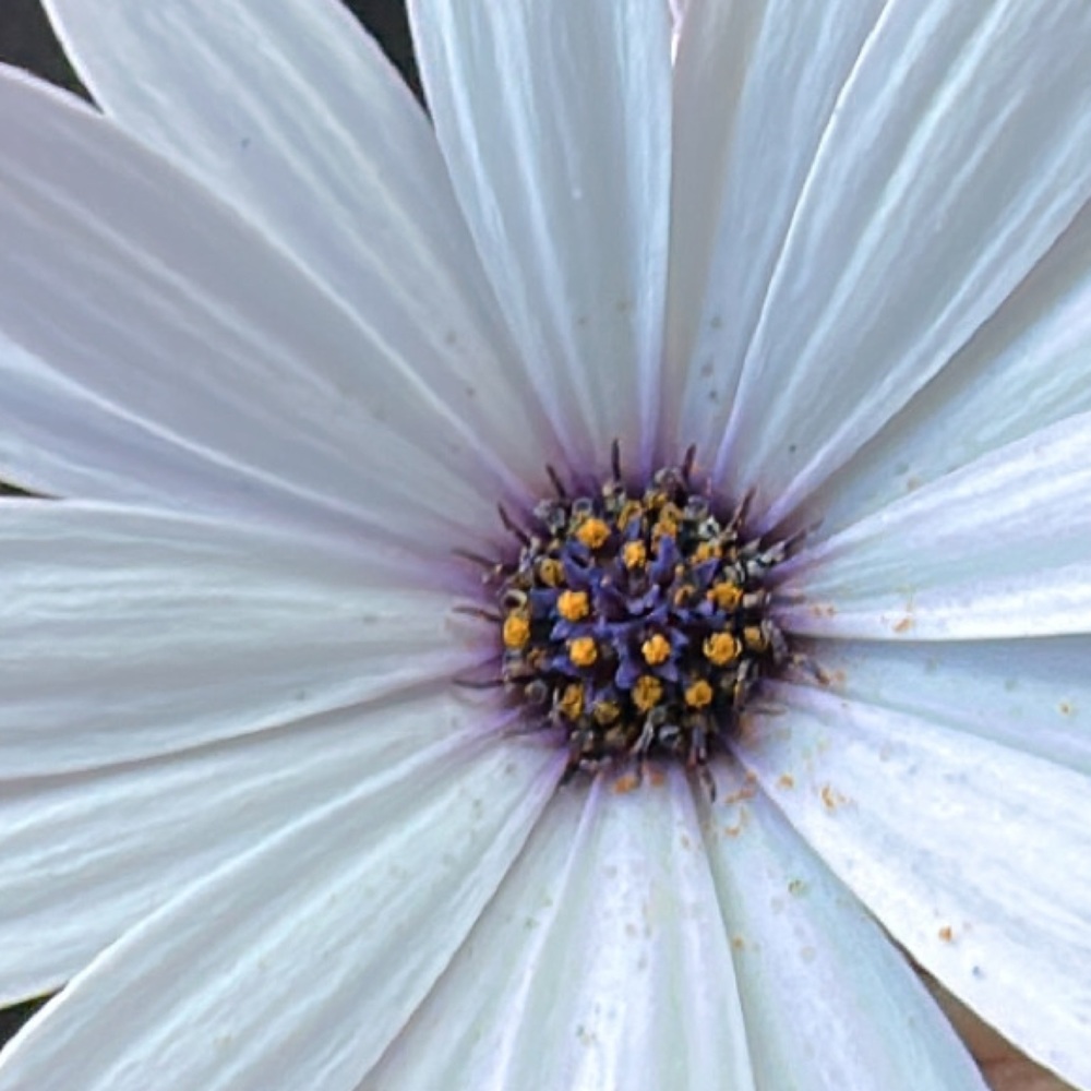 Meet your Posher, Divine